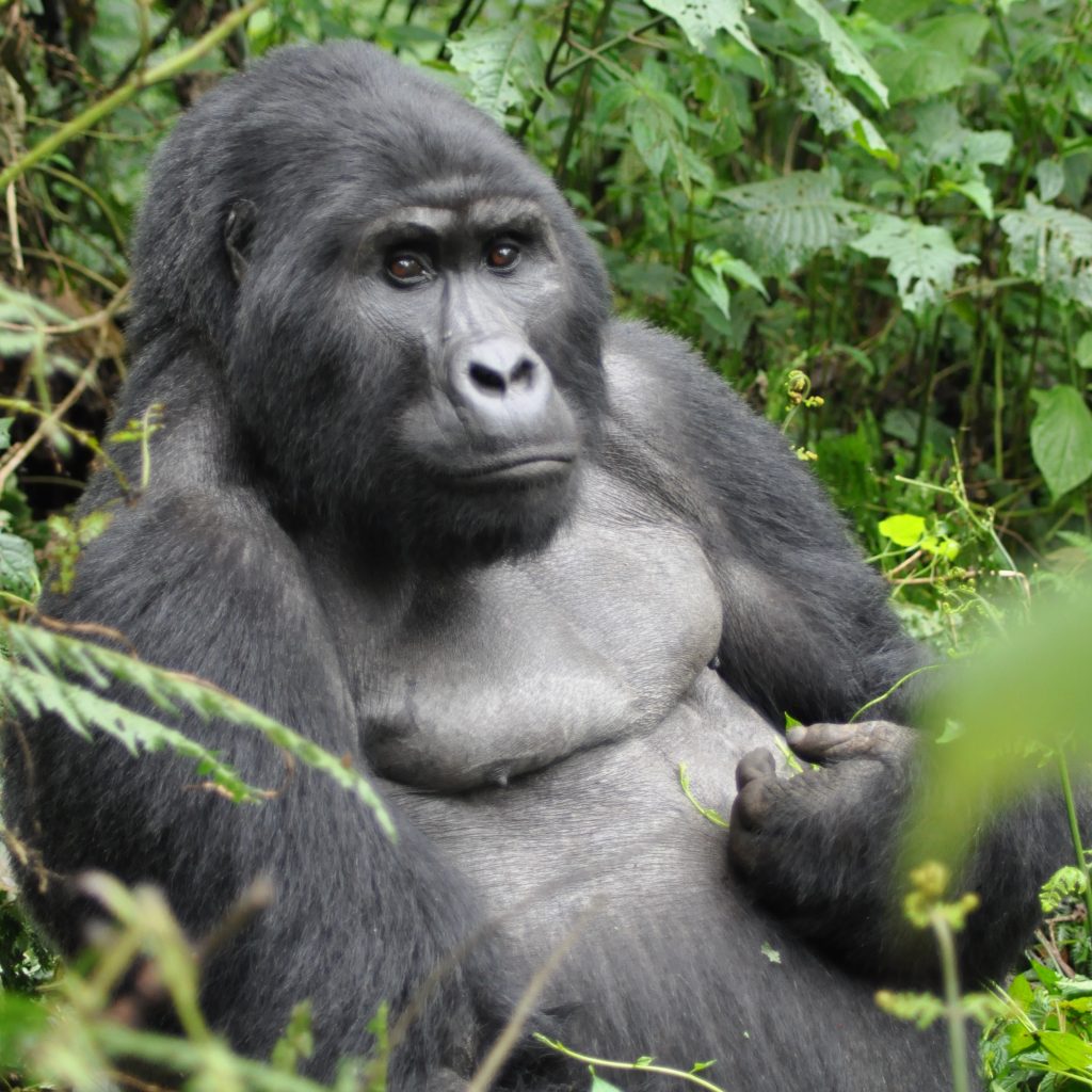 A rare and critically endargered Mountain Gorilla (gorilla berengei berengei) in Bwindi Impenetrable Forest