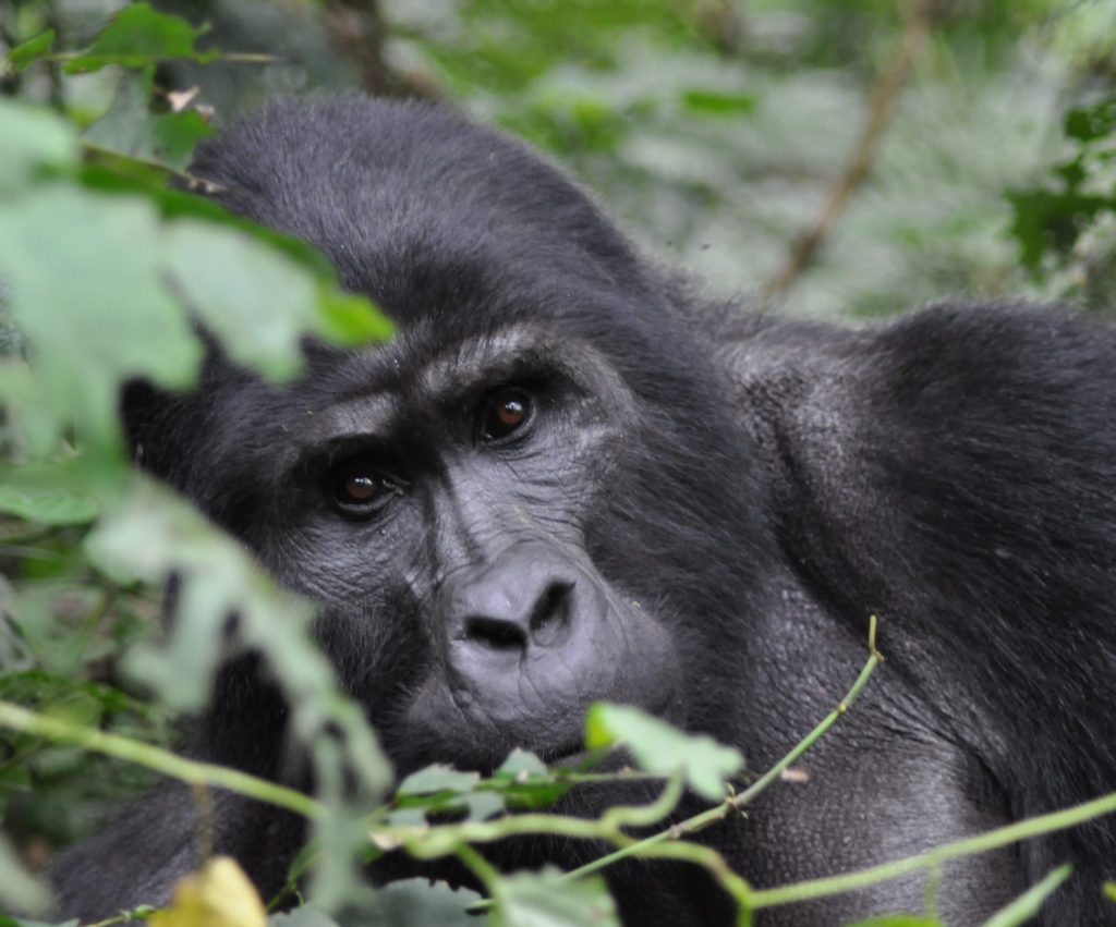 Mountain Gorilla in Bwindi Impenetrable Forest