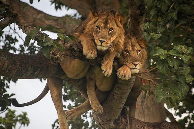 lion slide