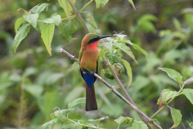 bird-slide trip report