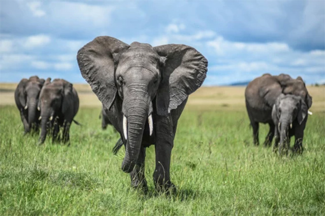 elephant-slide