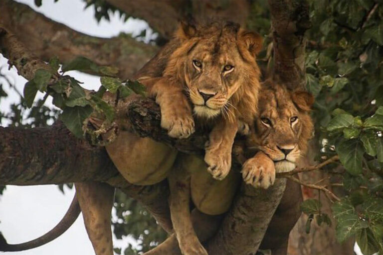 lions-wonderuganda tree lions